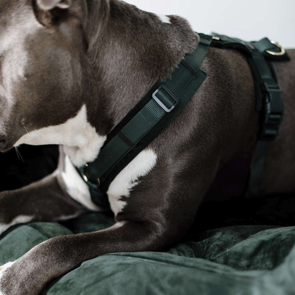 Kentucky Dogwear Arnés Active Velvet Pine Green