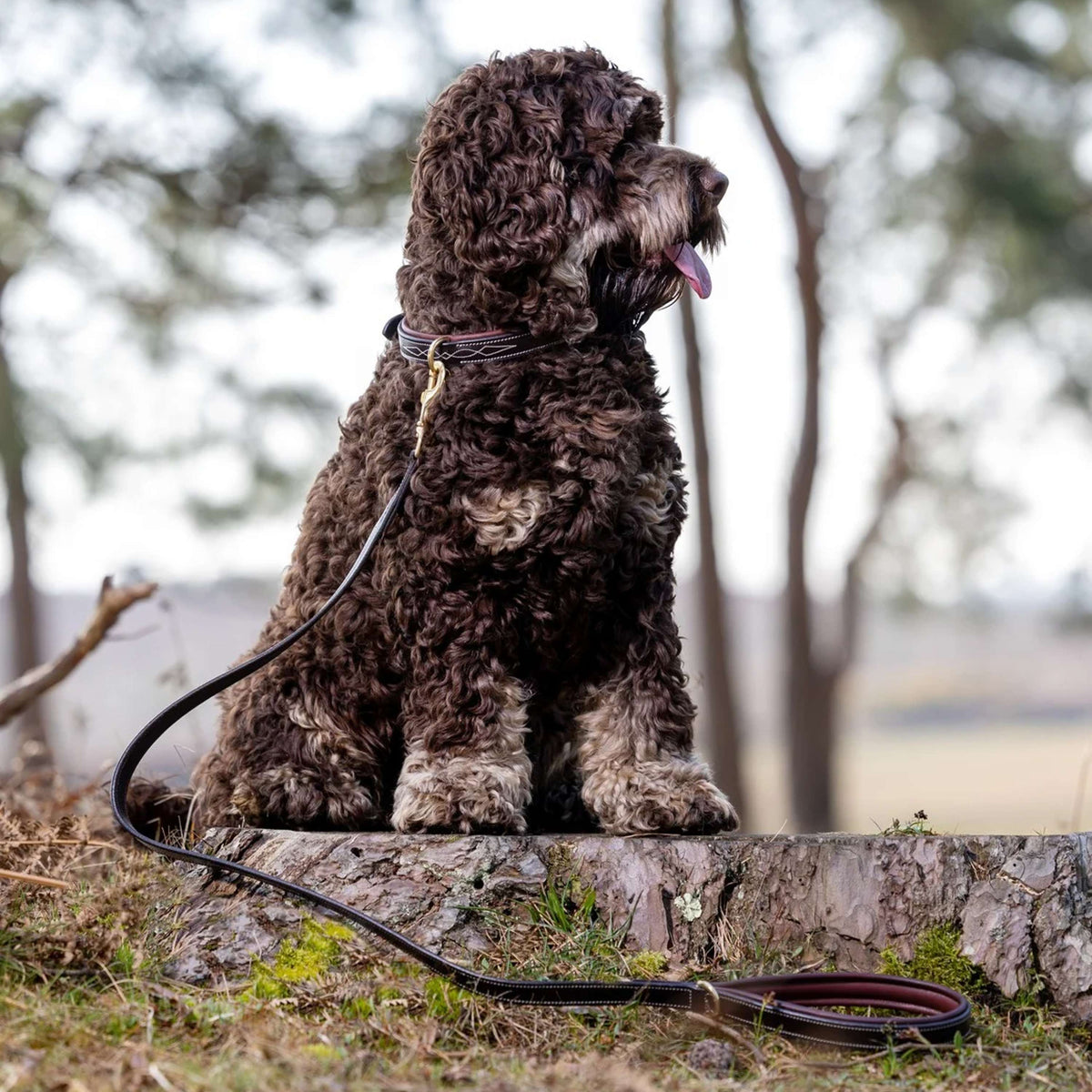 LeMieux Correa para Perro Windsor Padded Marron