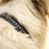 Pénélope Collar para Perro Point Sellier Negro