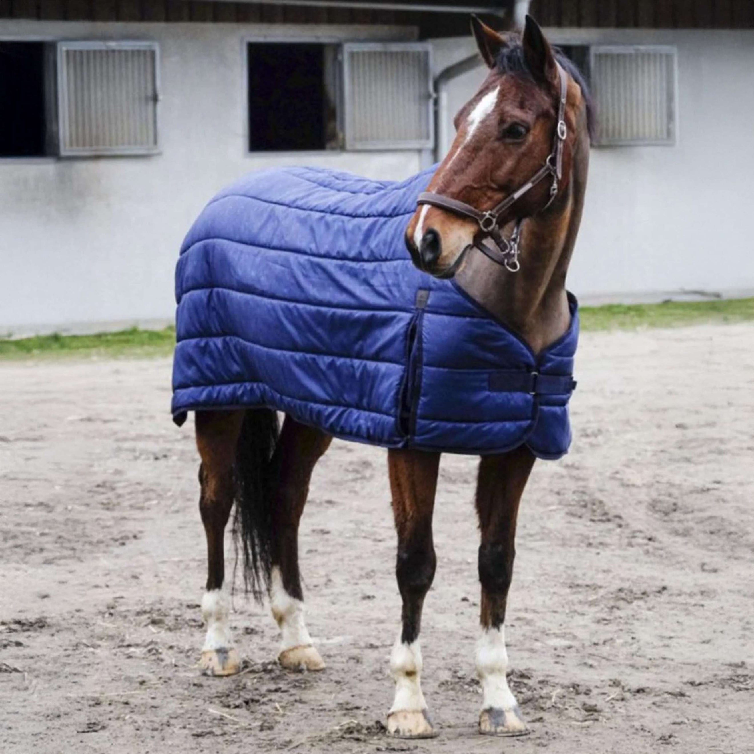 EQUITHÈME Bajoalfombra Classic 100g Navy EQUITHÈME Bajoalfombra Classic 100g Navy