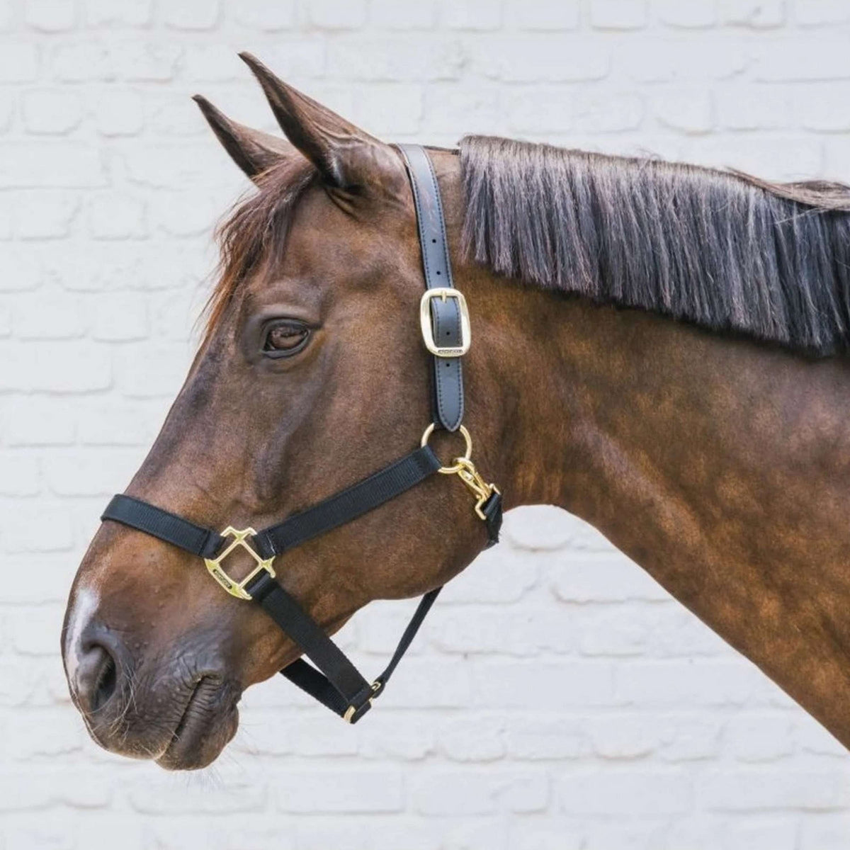 Kentucky Cabezada Nylon Breakaway Negro