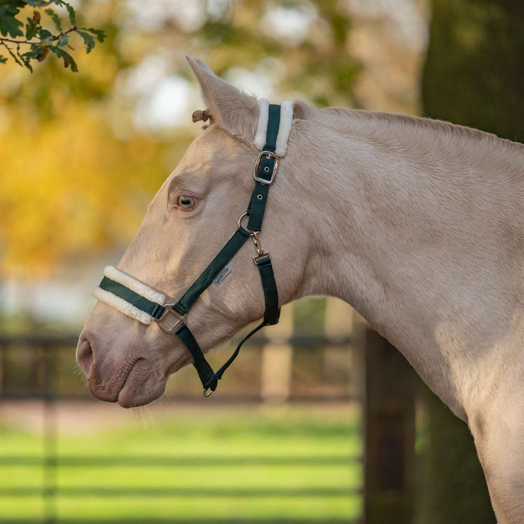 Agradi Horse Cabestro First Fir Green