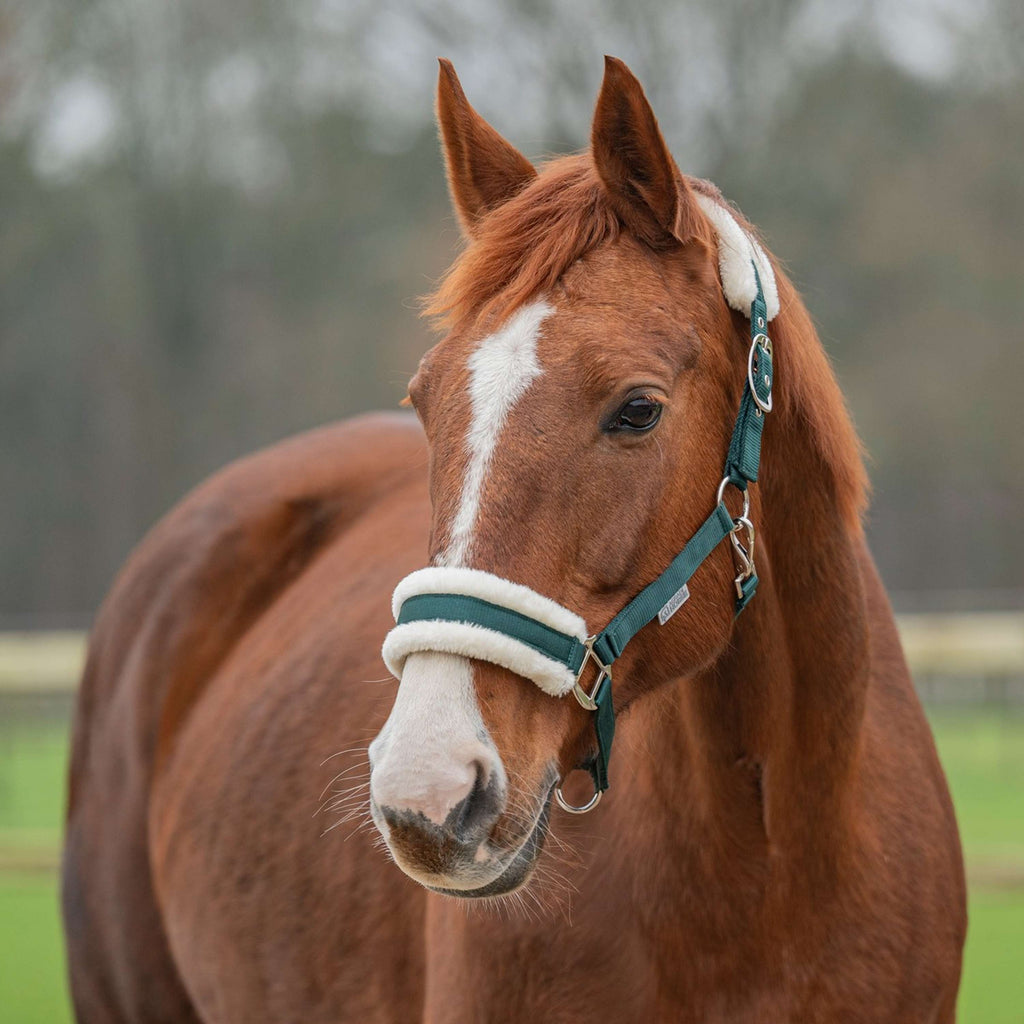 Agradi Horse Cabestro First Fir Green