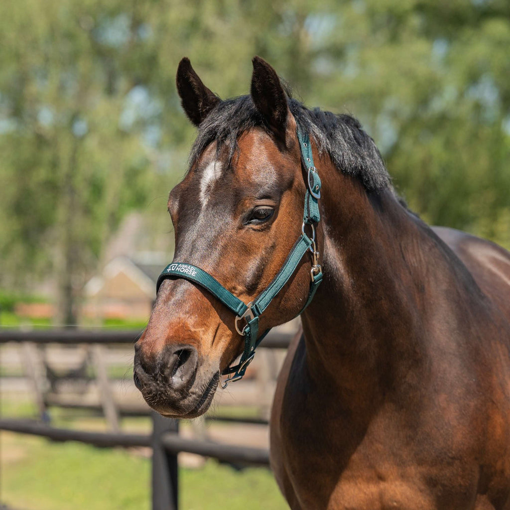 Agradi Horse Cabestro Athletic Fir Green