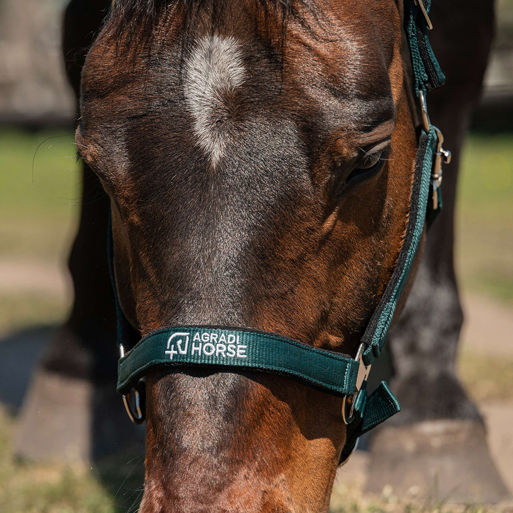 Agradi Horse Cabestro Athletic Fir Green