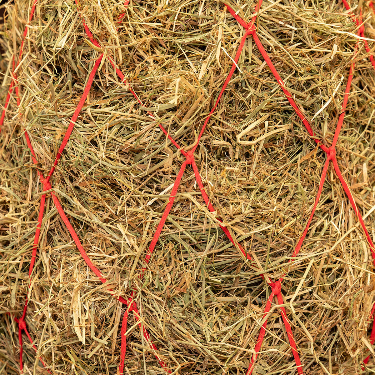 Agradi Horse Red de Heno Malla 15x15cm Rojo