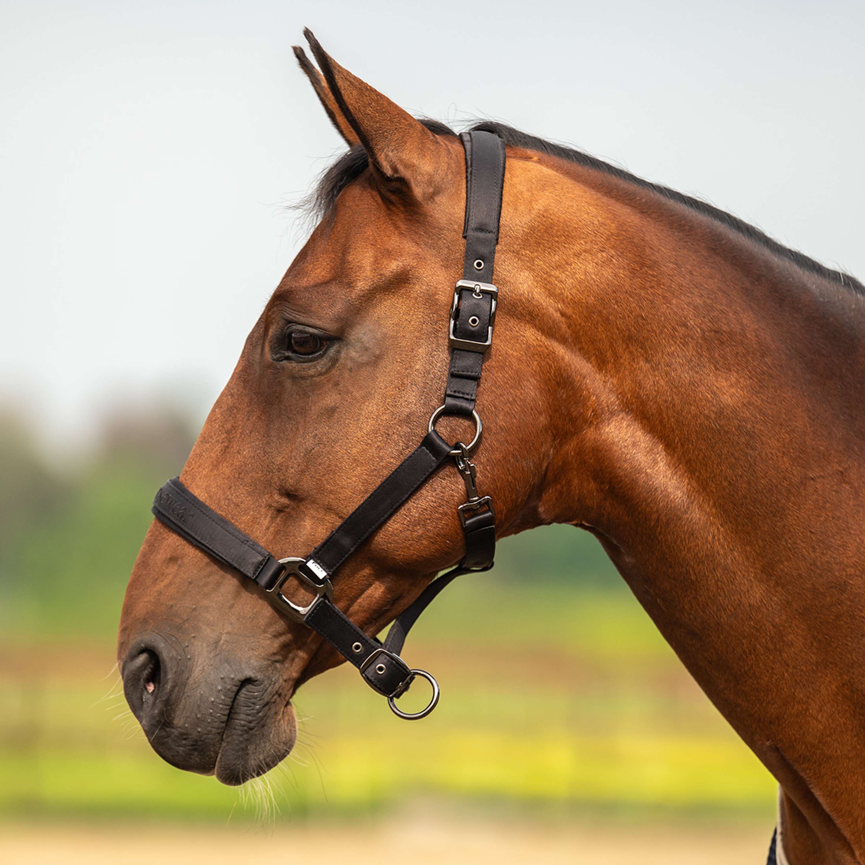 Velder Horsewear Premium Cabezada Satin Glow Negro