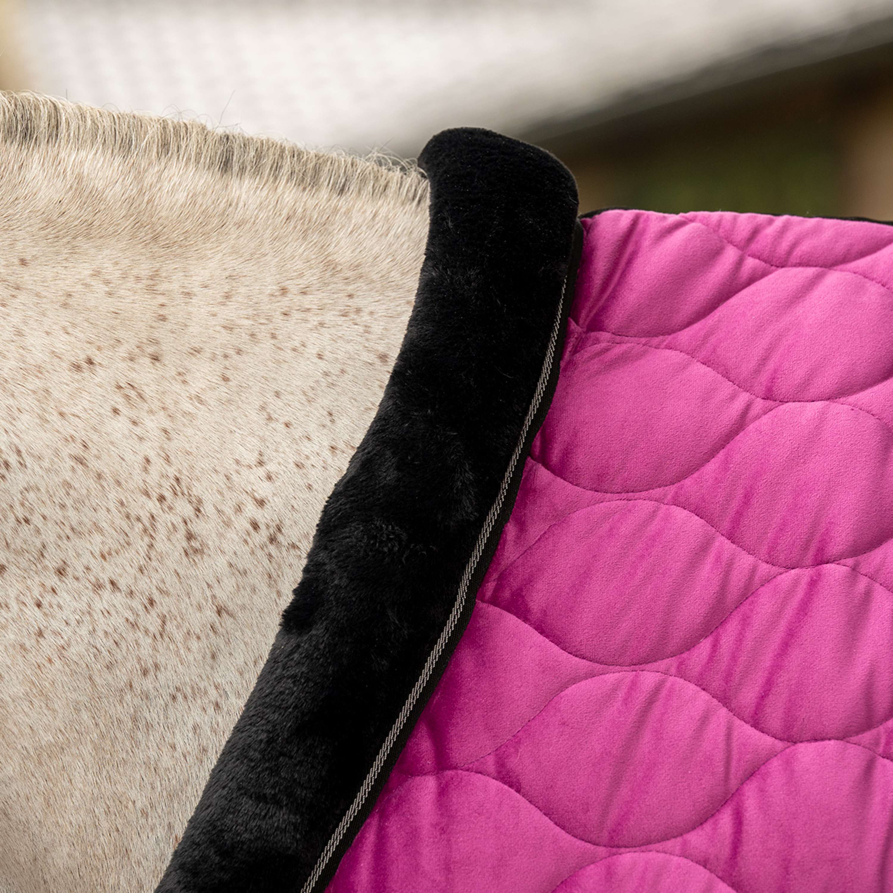 Velder Horsewear Premium Manta de exhibición Satin Glow Dutch Raspberry
