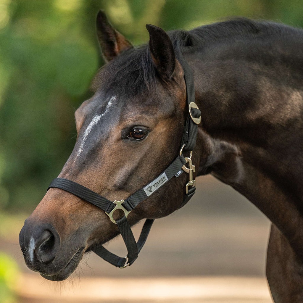 Velder Horsewear Essentials Cabezada Basic Negro
