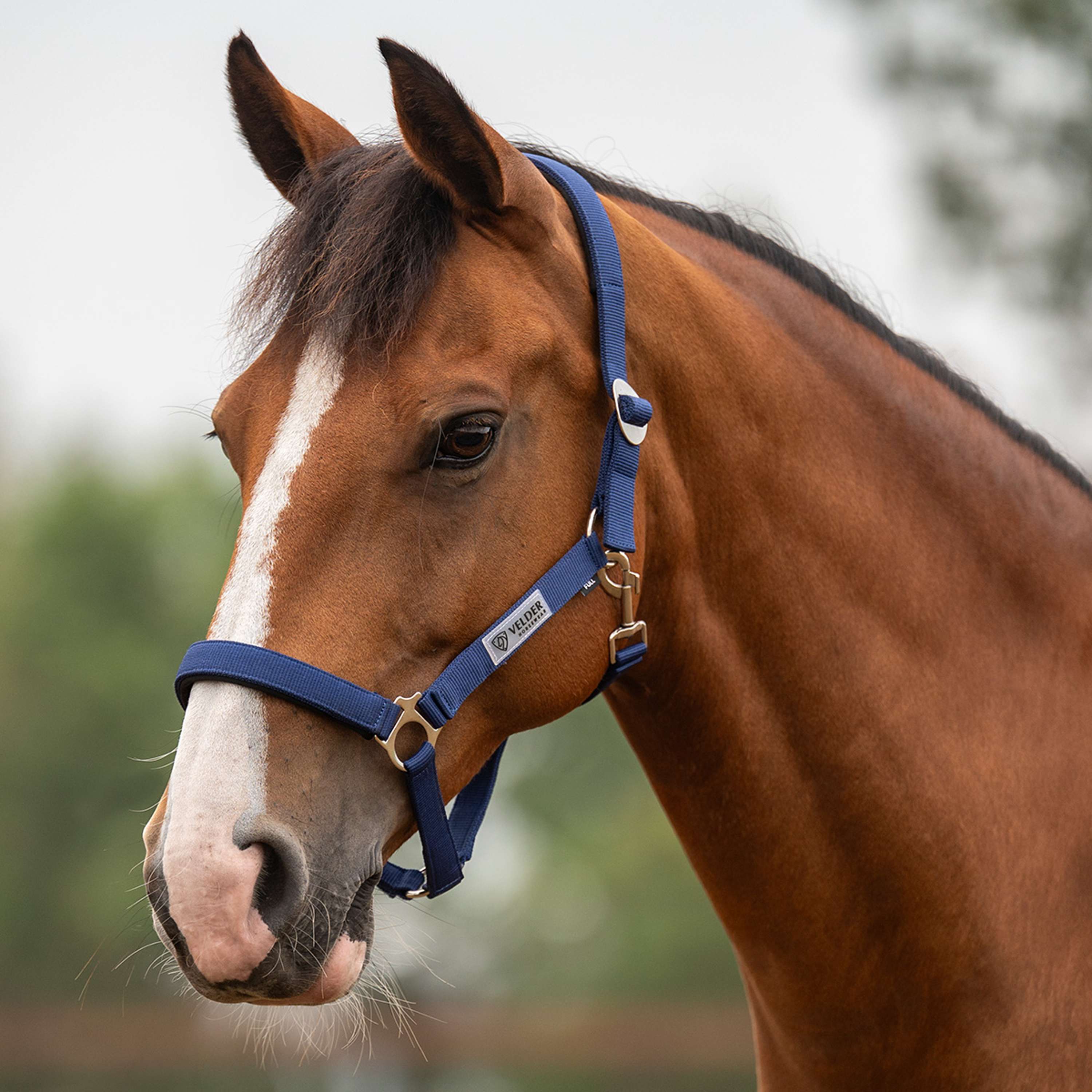 Velder Horsewear Essentials Cabezada Basic Padded Navy