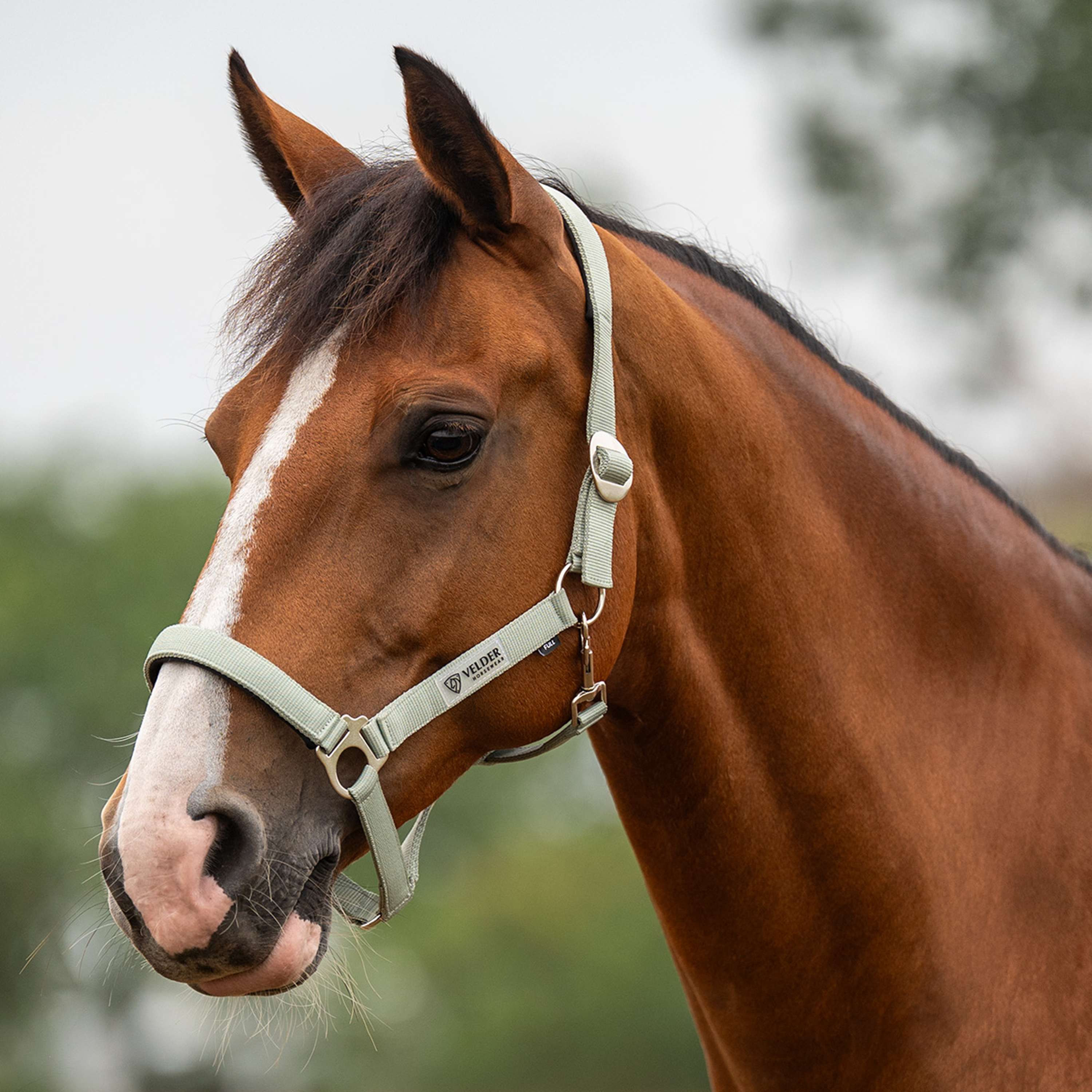 Velder Horsewear Essentials Cabezada Basic Padded Verde