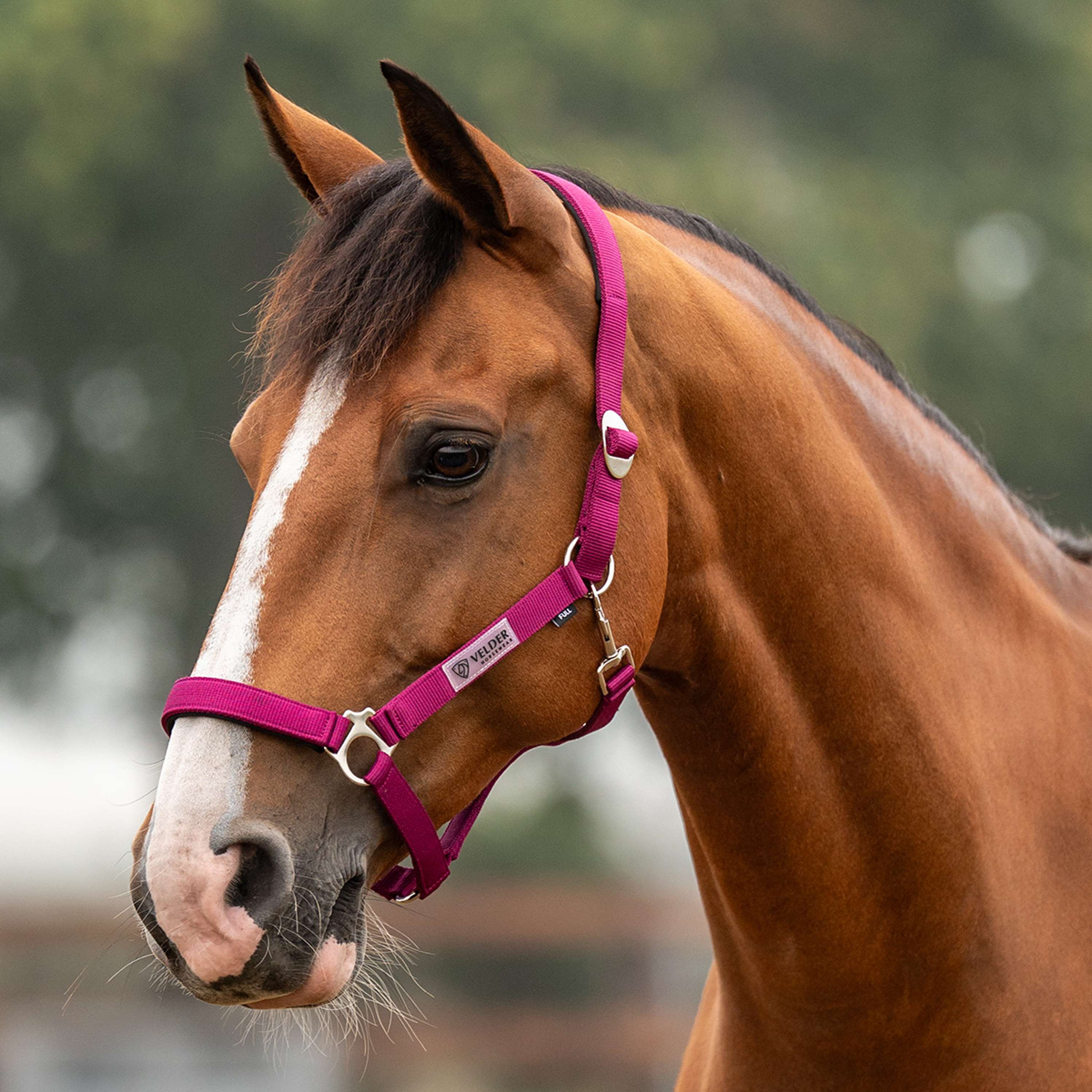 Velder Horsewear Essentials Cabezada Basic Padded Boysenberry