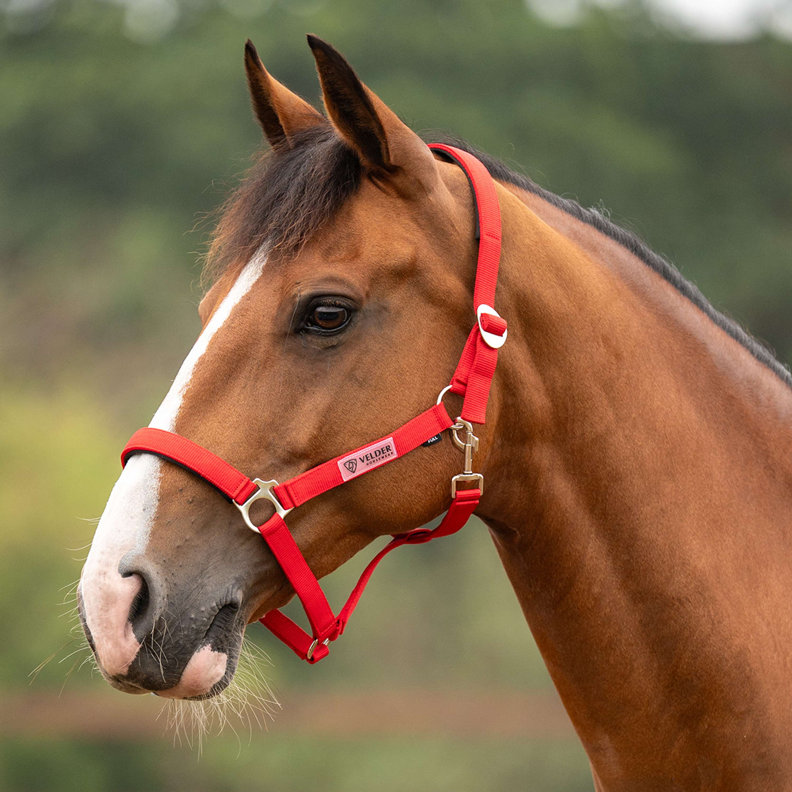 Velder Horsewear Essentials Cabezada Basic Padded High Risk Red