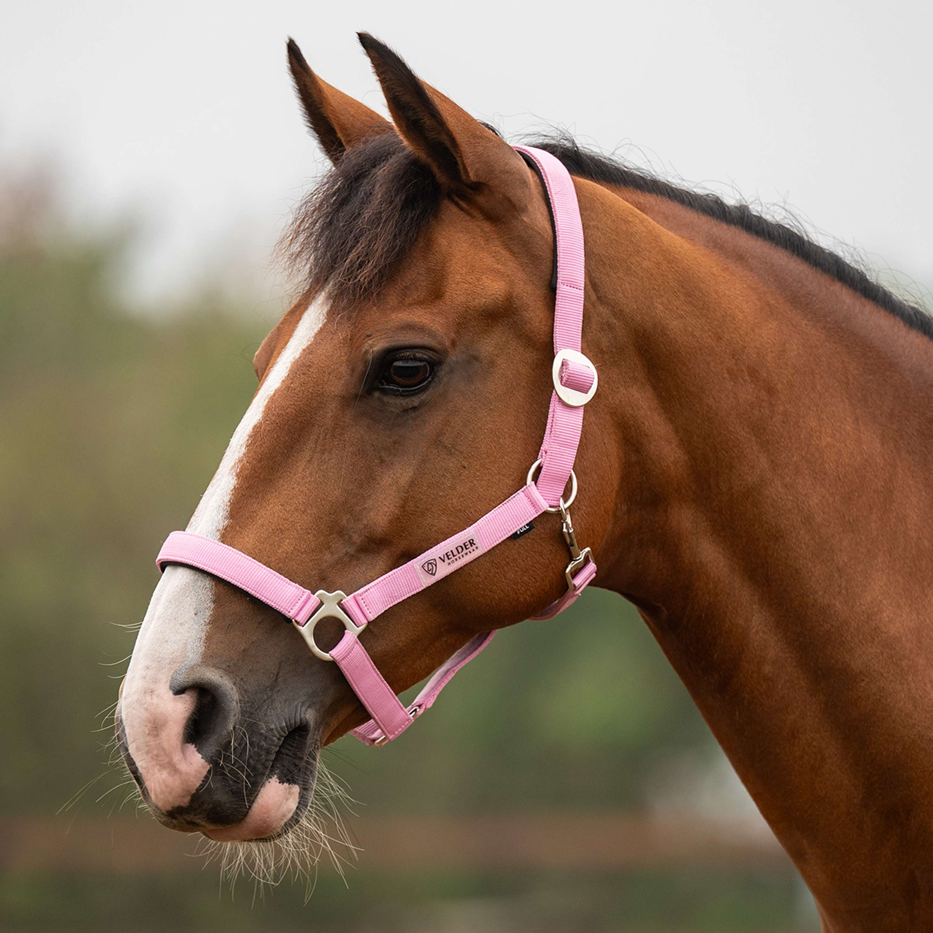 Velder Horsewear Essentials Cabezada Basic Padded Pop Pink
