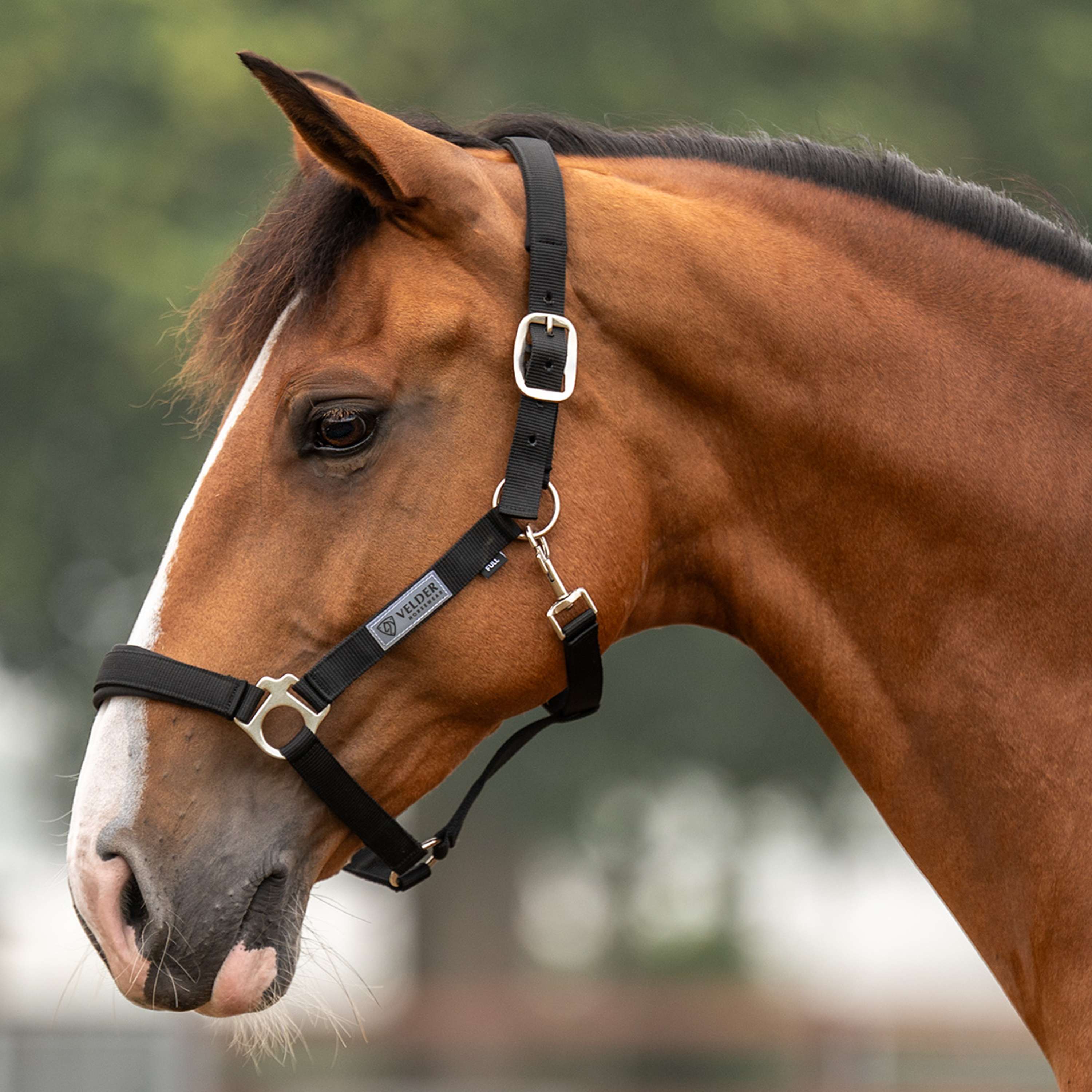 Velder Horsewear Essentials Cabezada Basic Comfort Negro