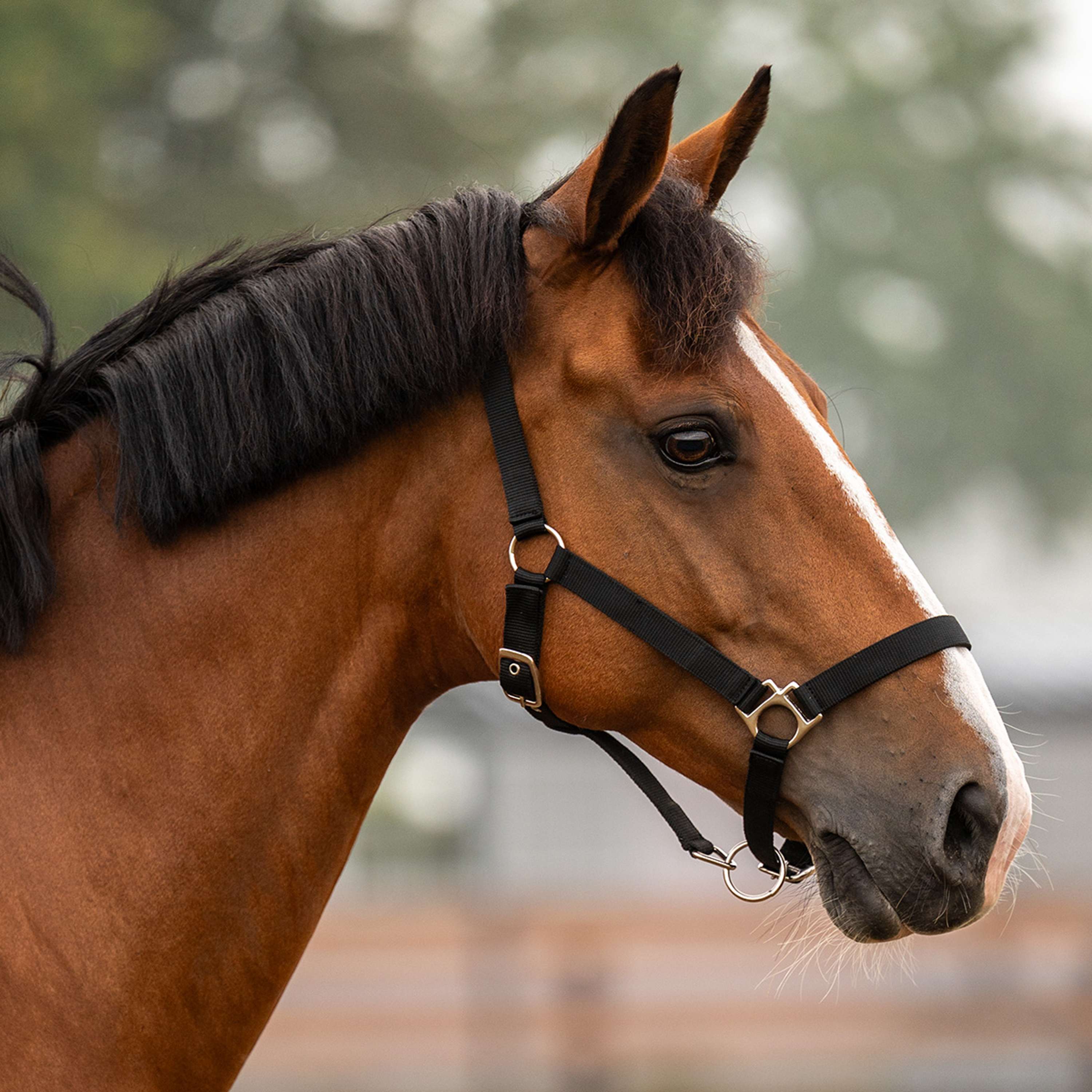 Velder Horsewear Essentials Cabezada Triple Adjustable Negro