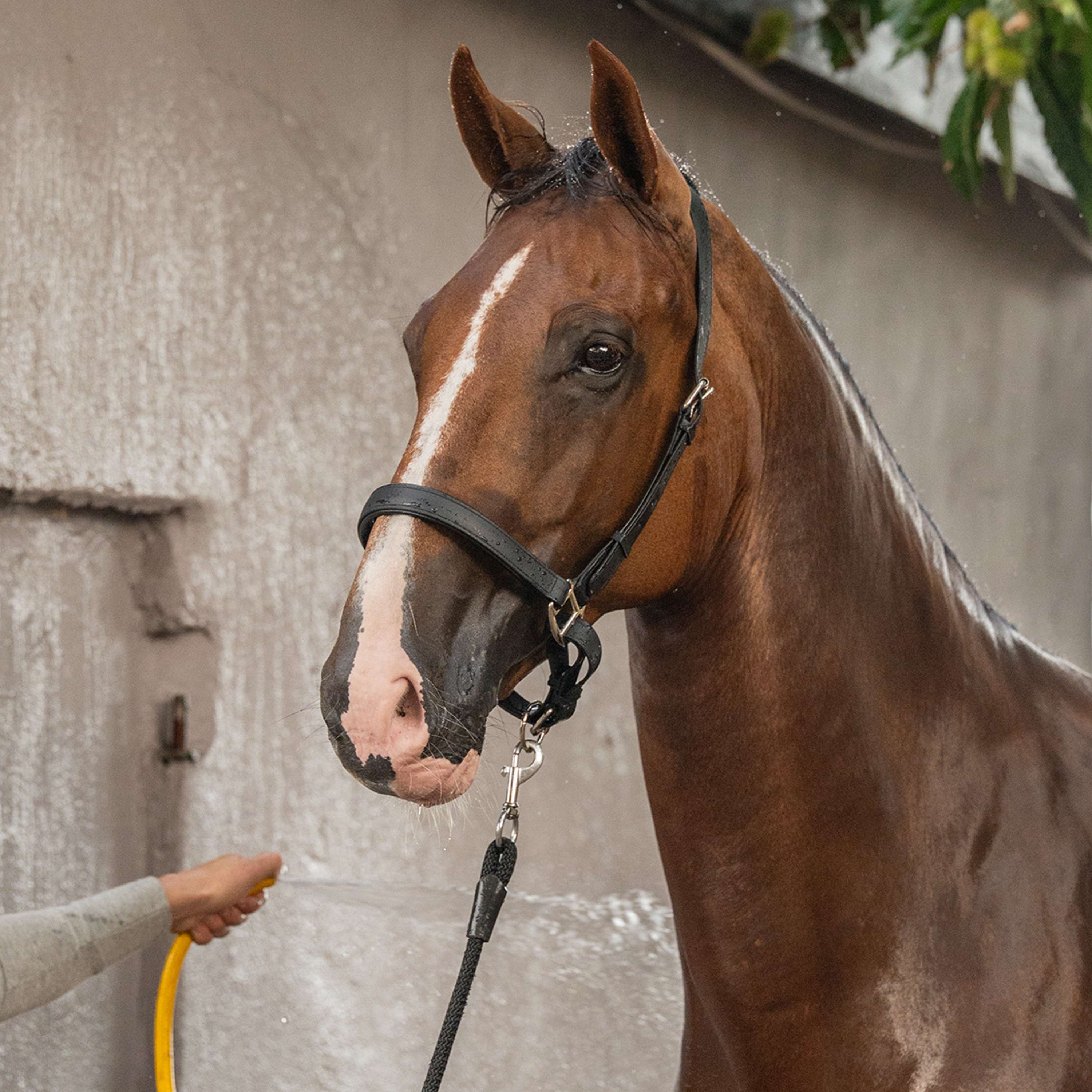 Velder Horsewear Premium Cabezada WashPro Negro