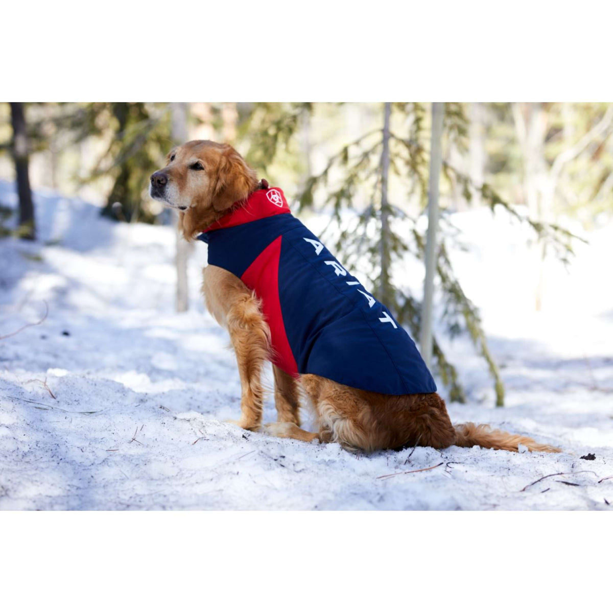 Ariat Abrigo para Perro Team Softshell Azul rojo