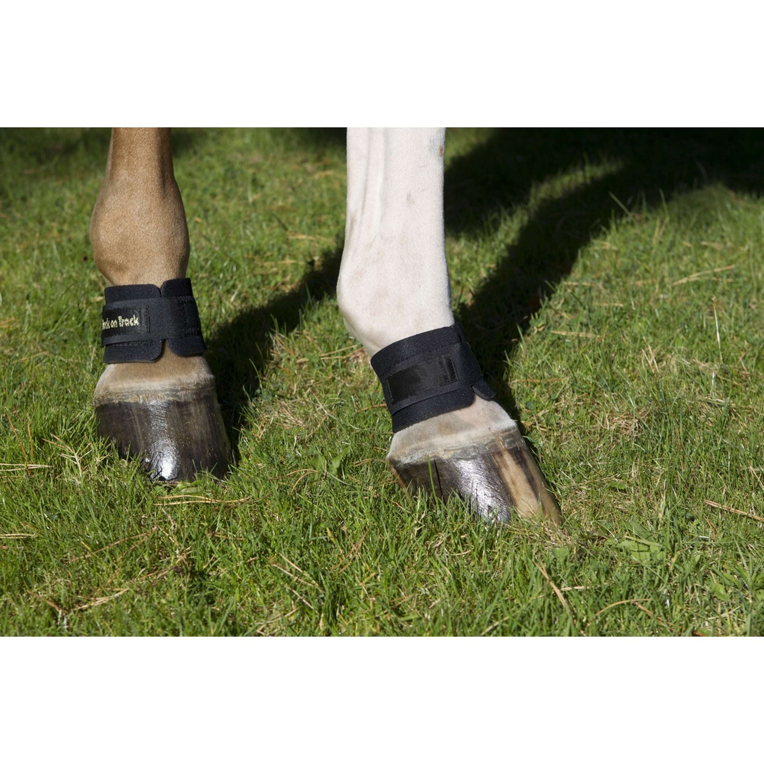 Back on Track Protector de menudillo Negro Back on Track Protector de menudillo Negro