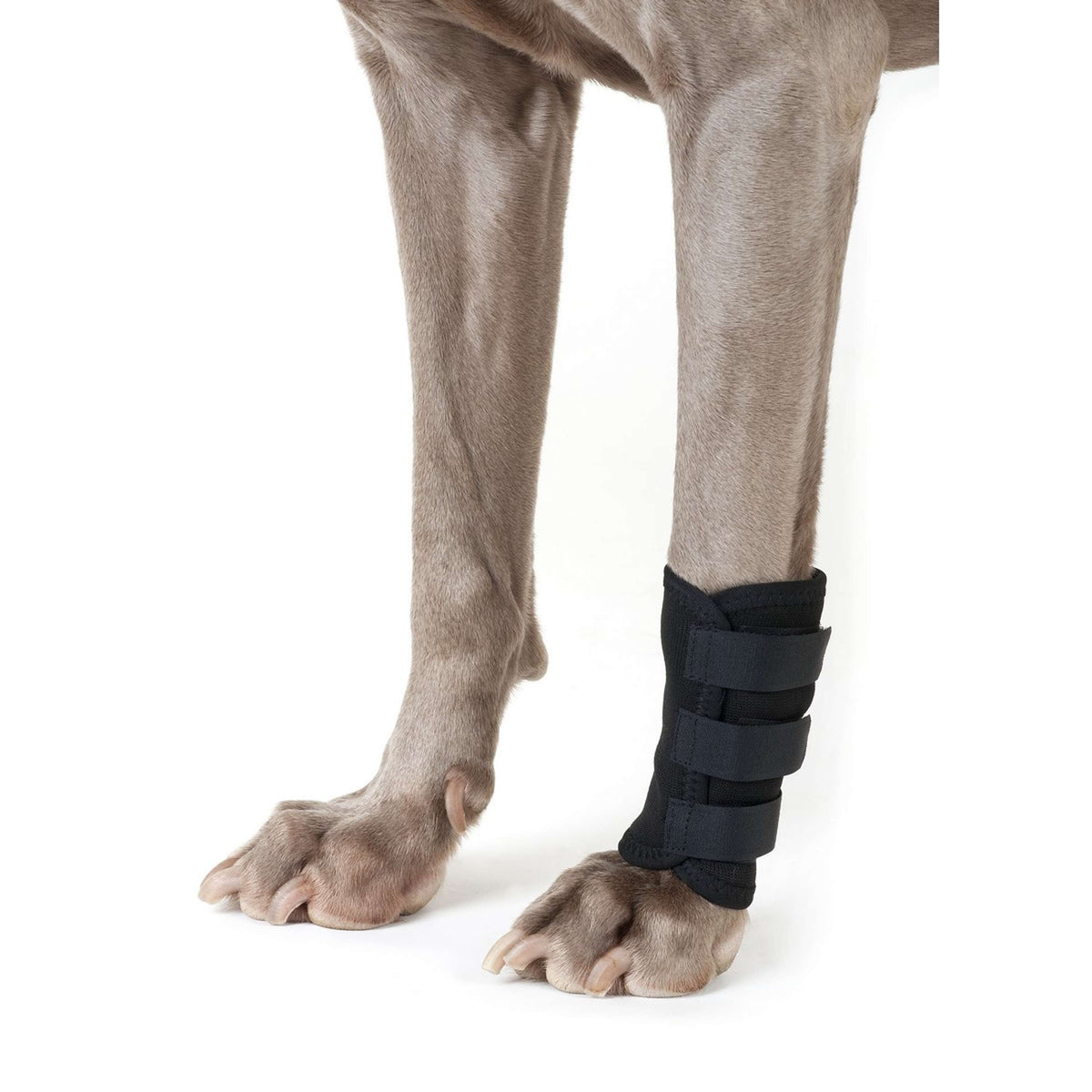 Back on Track Botas para tendones con Velcro Perro Negro