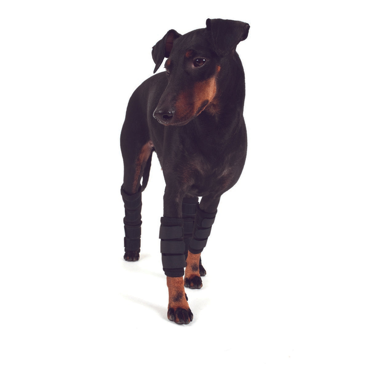 Back on Track Botas para tendones con Velcro Perro Negro