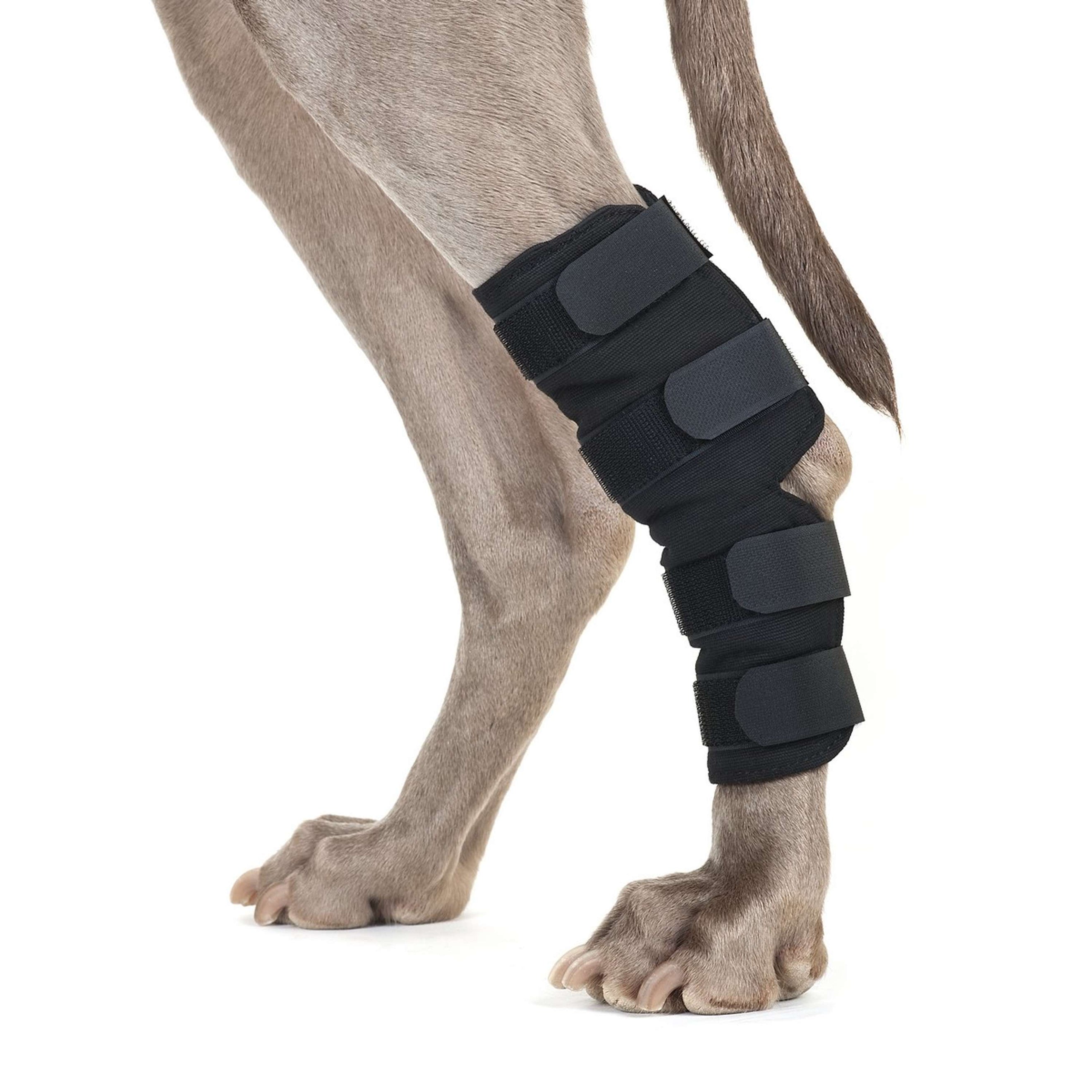 Back on Track Protector de Talón Perro de Velcro Negro