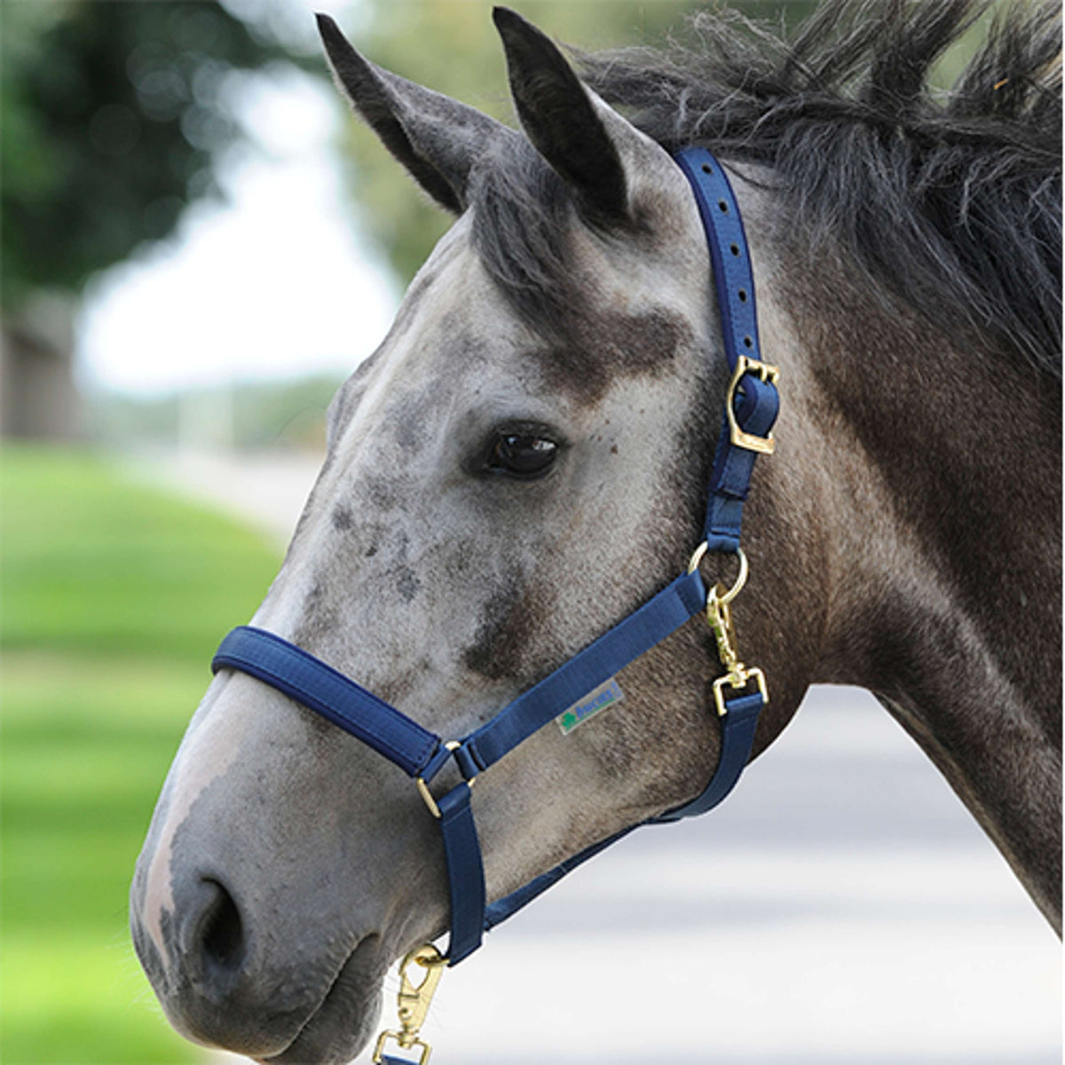 Bucas Cabestro Dublin Foal Navy
