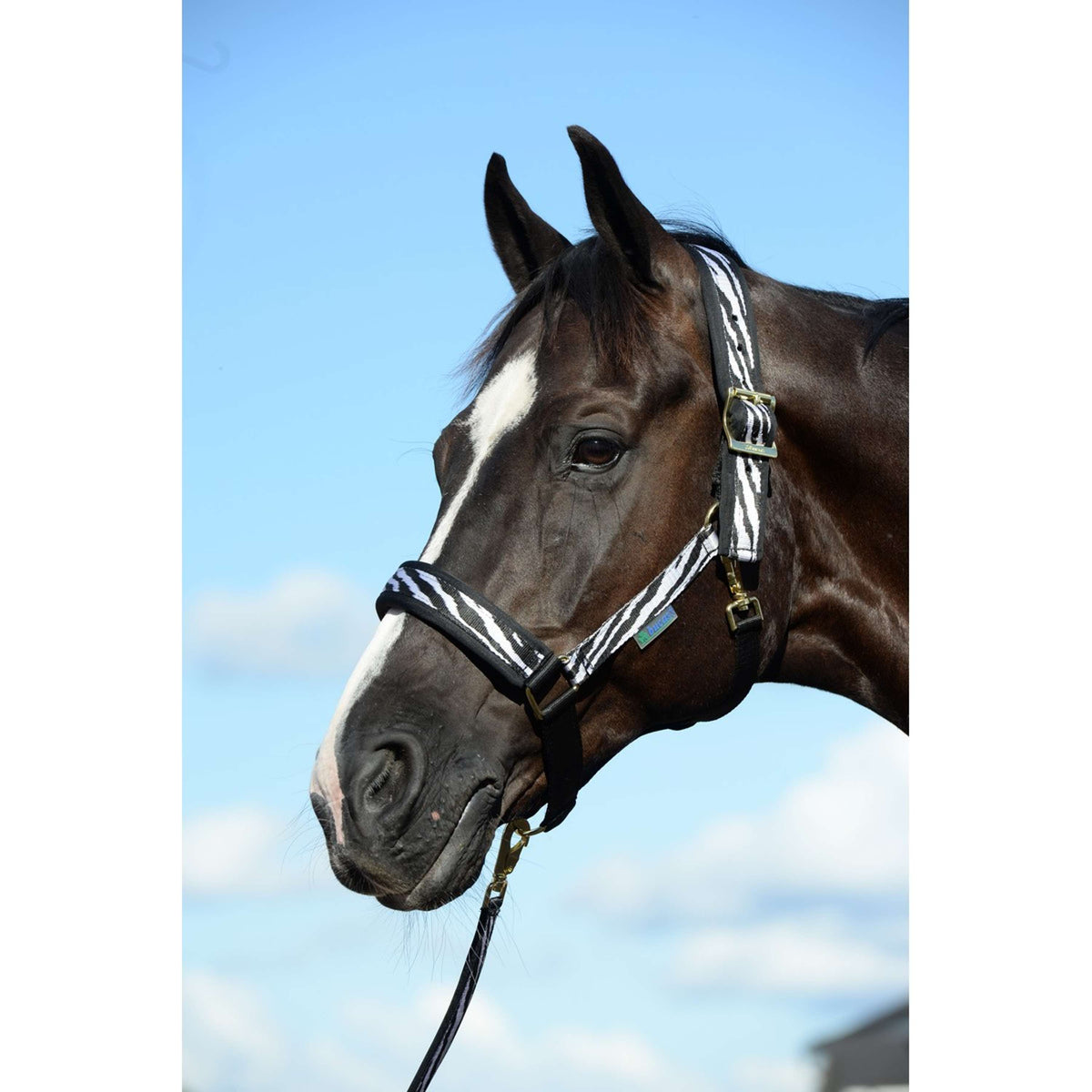 Bucas Cabezada Comfort Zebra