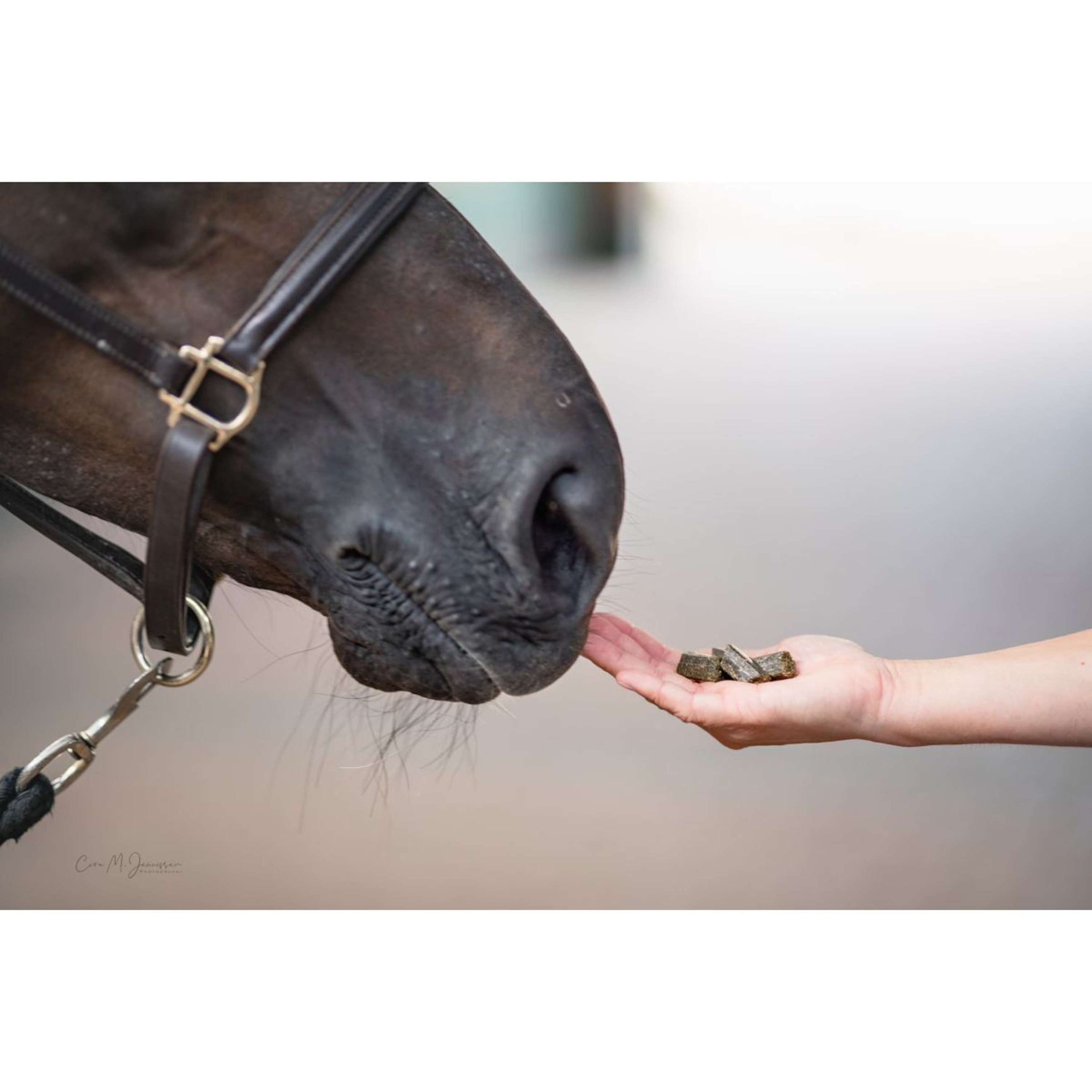 Bense & Eicke Golosinas para Caballos Wiesen Happies Bayas Silvestres Hierbas Bense & Eicke Golosinas para Caballos Wiesen Happies Bayas Silvestres Hierbas