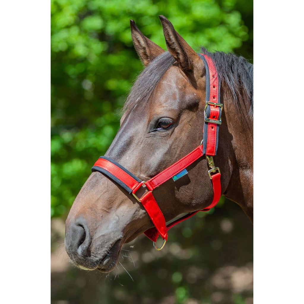 Bucas Cabestro Comfort Negro