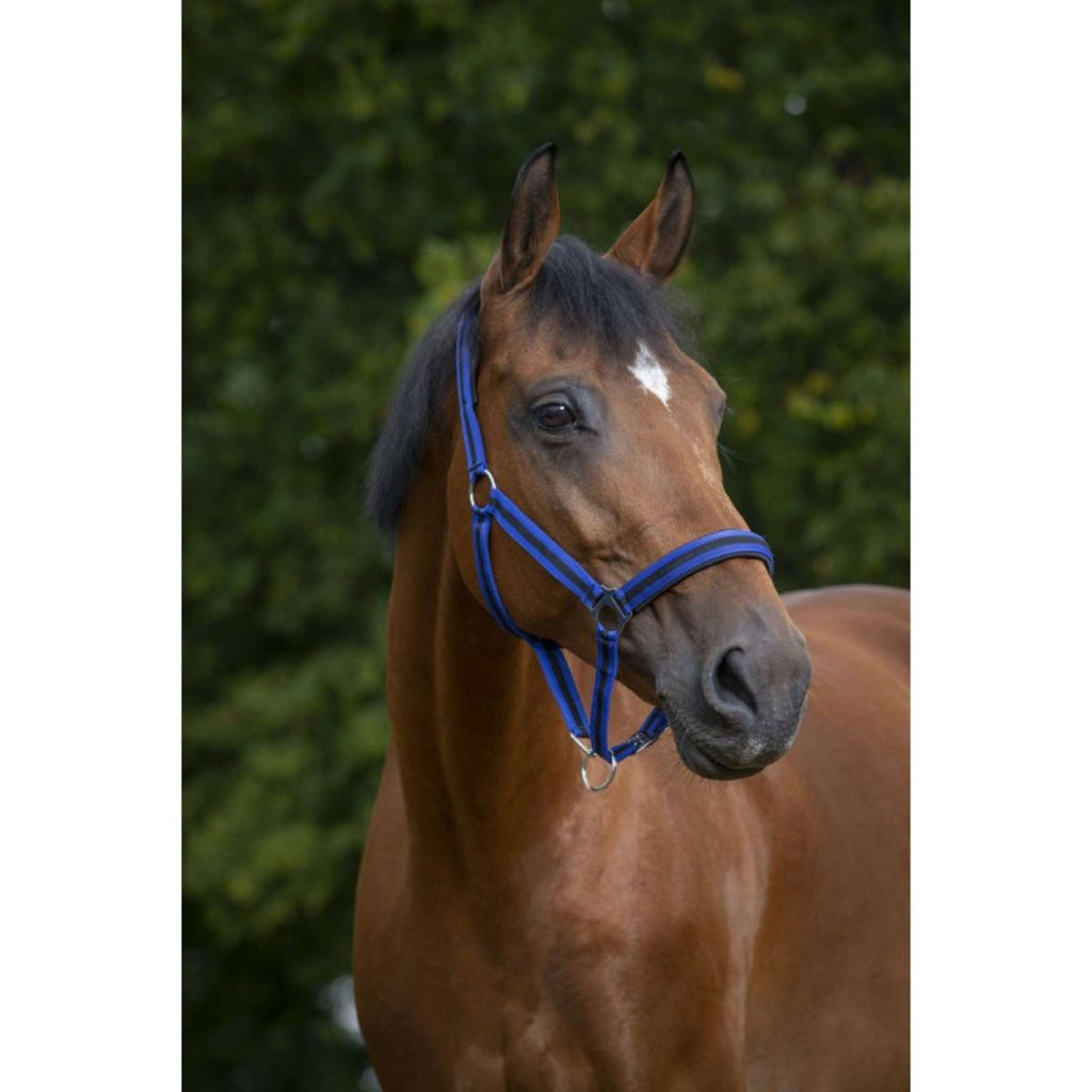 Norton Cabestro Forrado con Neopreno Azul Real/Negro