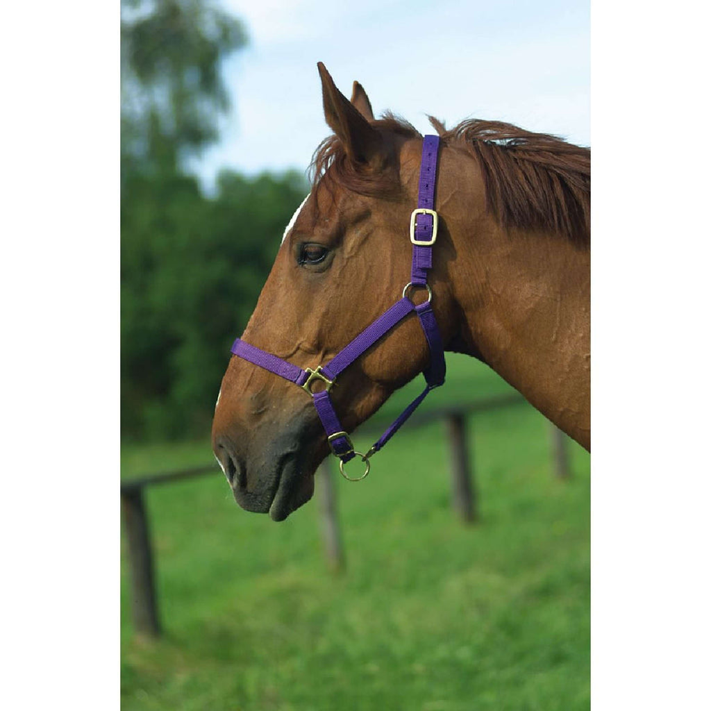 Norton Cabestro Nylon con Forro de Cuero Morado