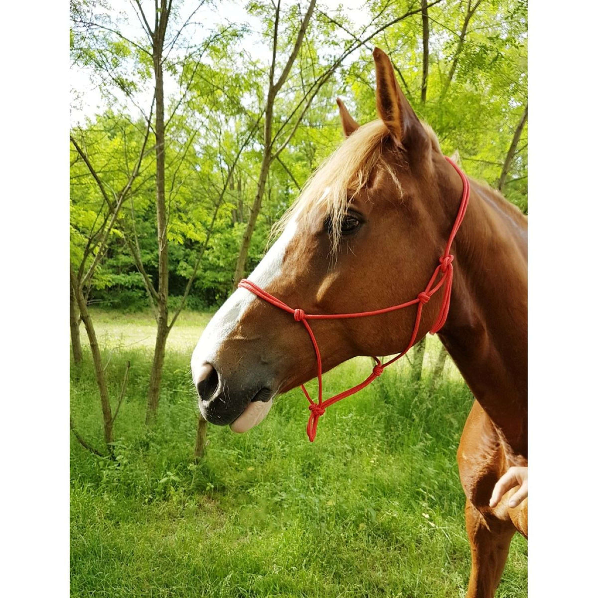 Riding World Cabezada Fine Ethologisch Rojo