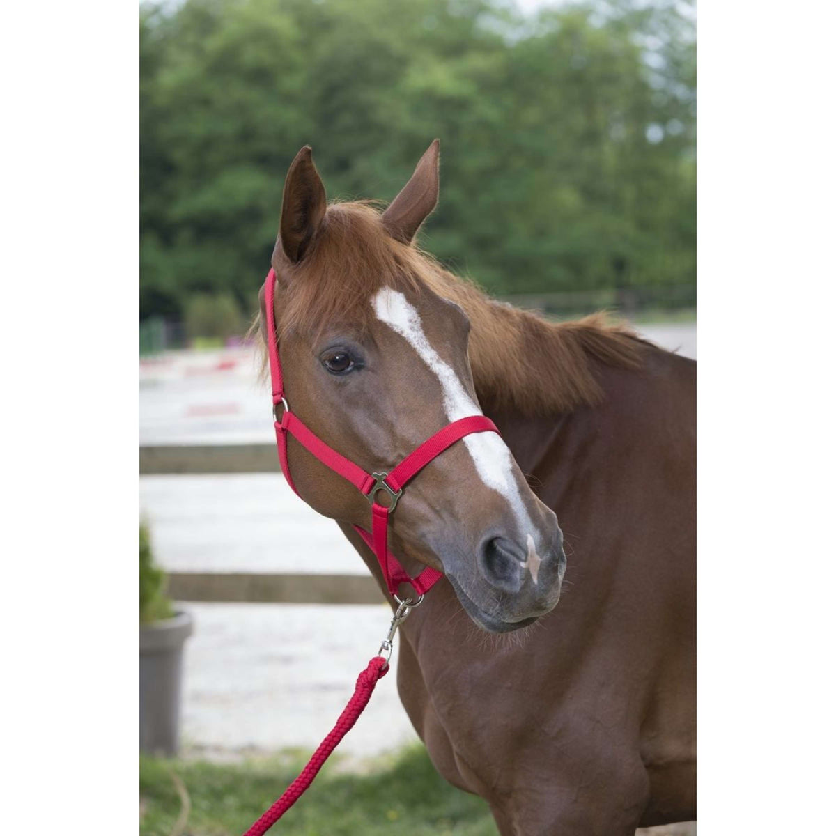 Riding World Juego de Cabestro Club con Cuerda Rojo