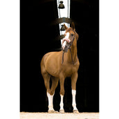 EQUITHÈME Protector de Nariz Teddy Oro Rosa