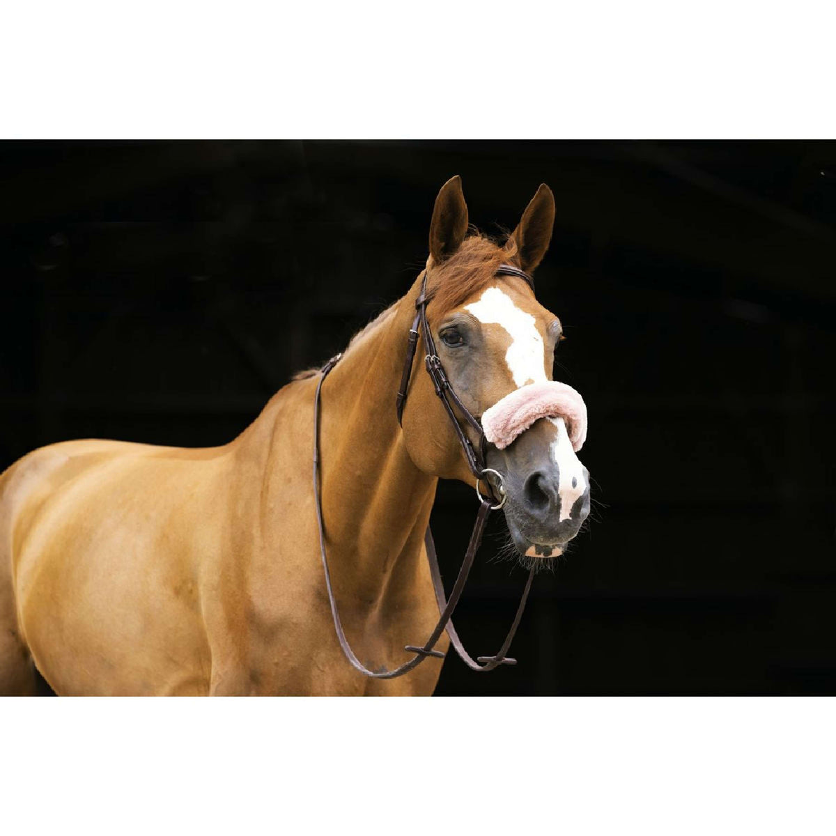 EQUITHÈME Protector de Nariz Teddy Oro Rosa