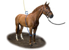 Equine Legcooler Soporte Respiratorio Bronchix Liq