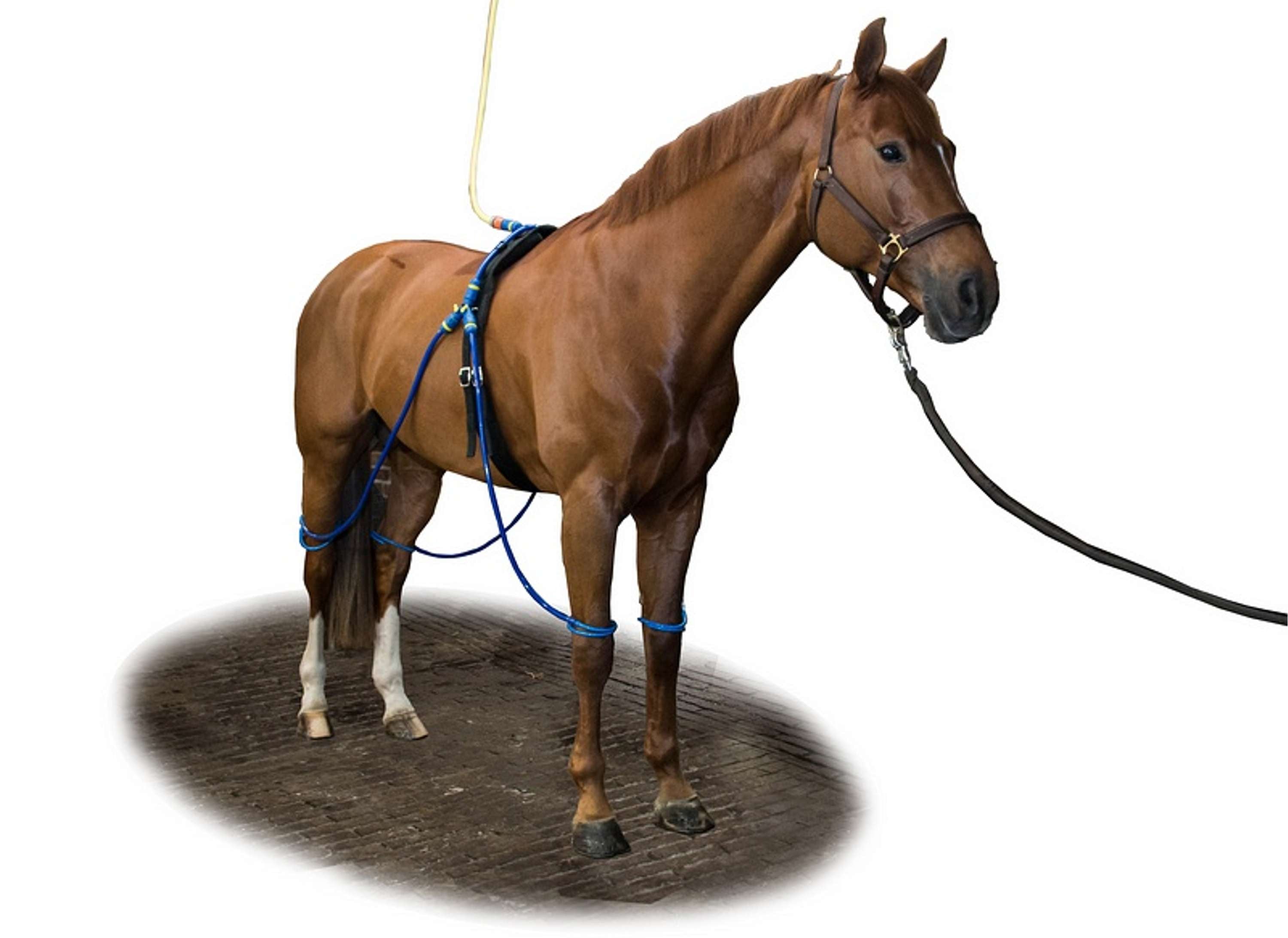 Equine Legcooler Soporte Respiratorio Bronchix Liq