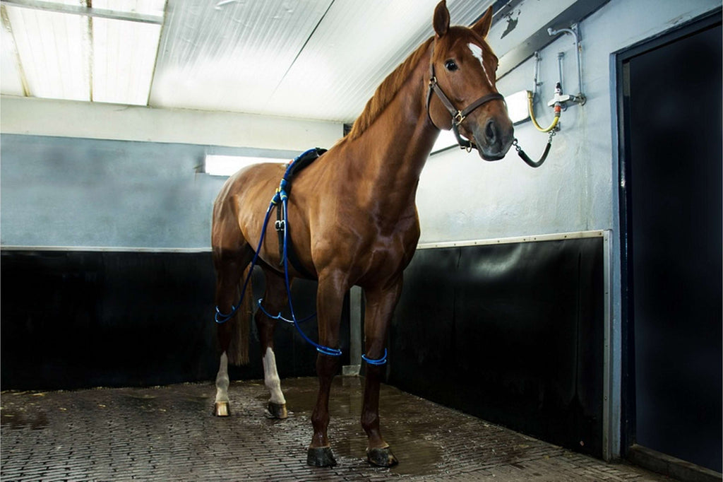 Equine Legcooler Soporte Respiratorio Bronchix Liq