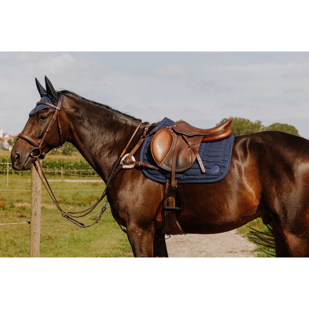 Norton Arnés de Pecho 5 Points Havanna