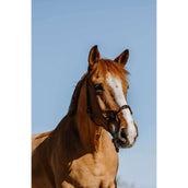 Westride Cabezada Western Negro