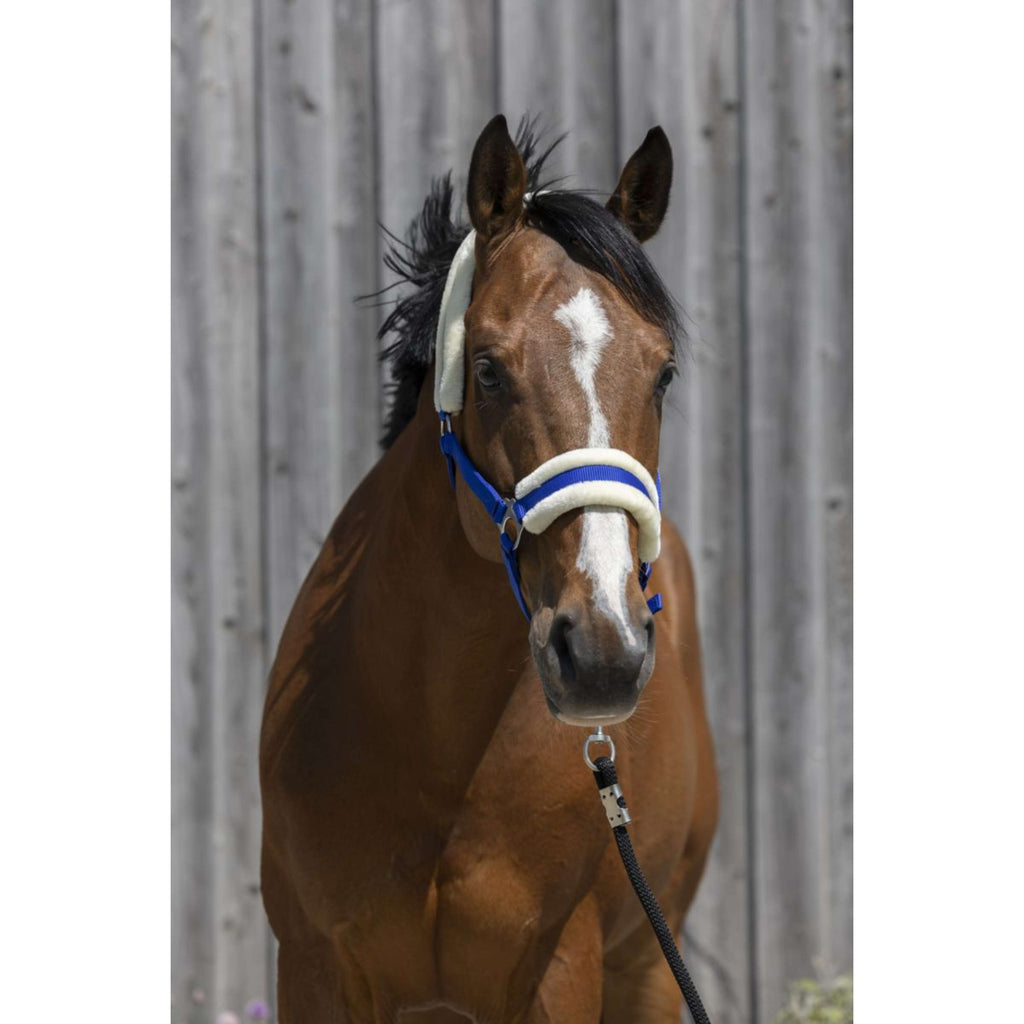 Riding World Cabestro Synthetic Fur Azul Real
