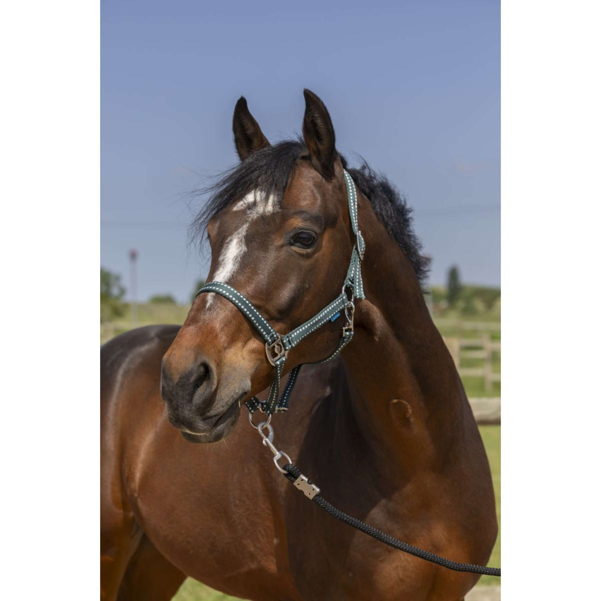 Norton Cabezada Grooming Verde Oscuro