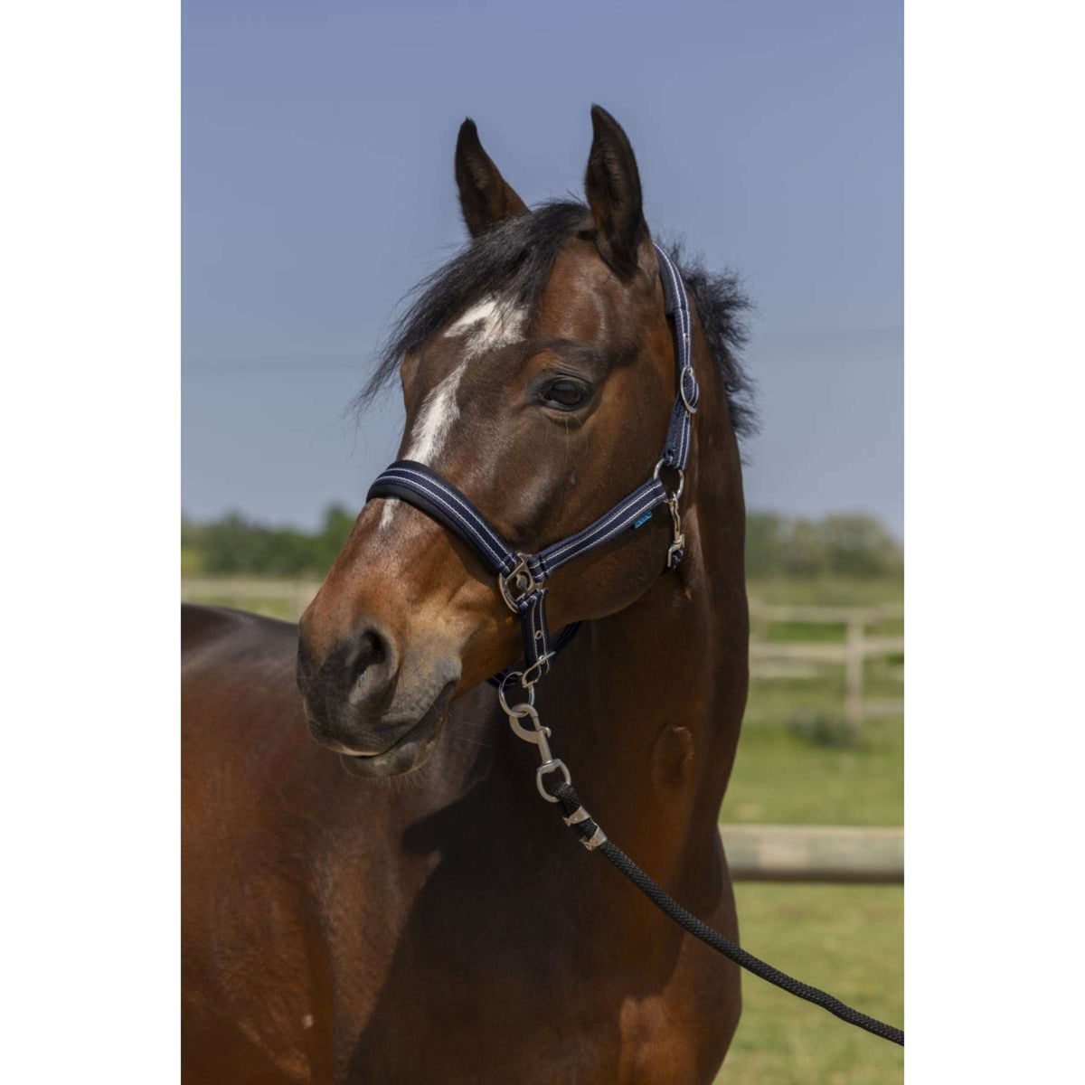 Norton Cabezada 4Lines Navy