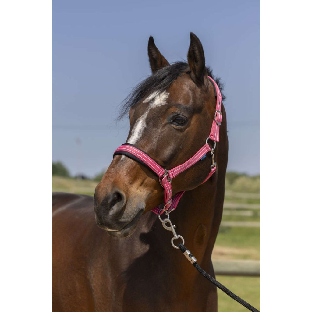 Norton Cabestro 4Lines Rosa Viejo