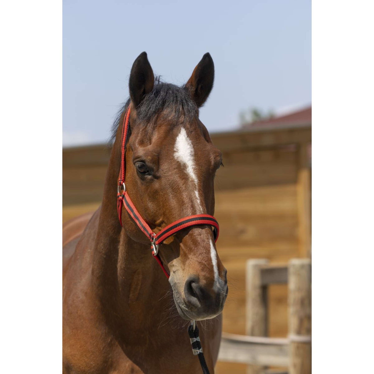 Norton Cabezada Satine Rojo/Negro