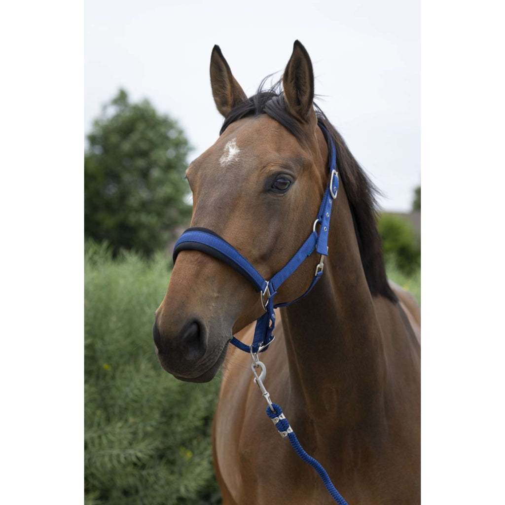 Norton Juego de Cabestro Large Azul