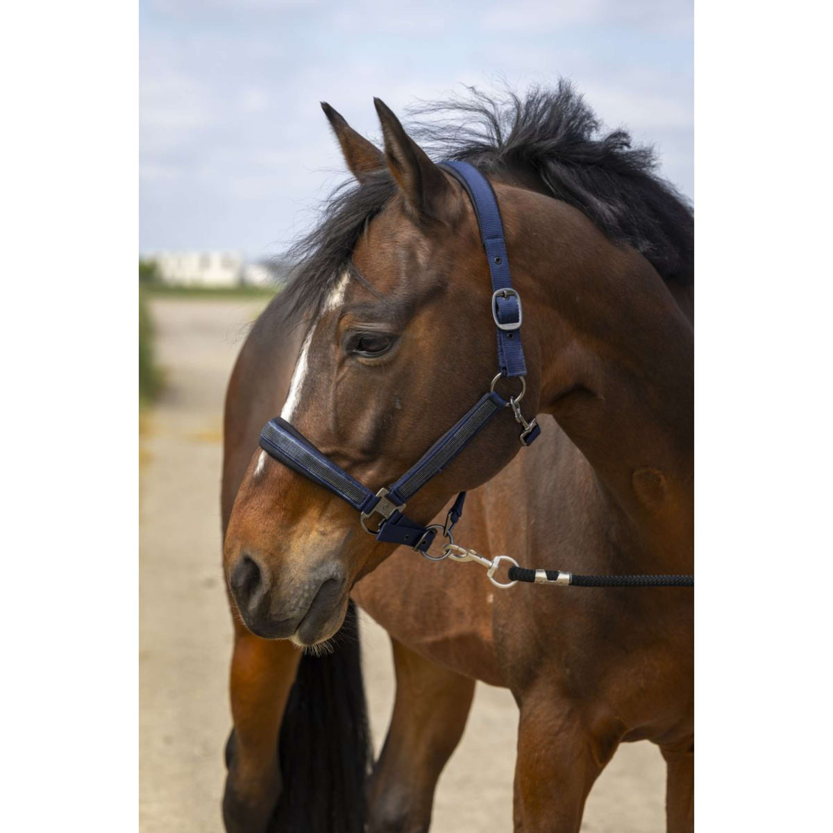 EQUITHÈME Cabezada Strass Nylon Navy