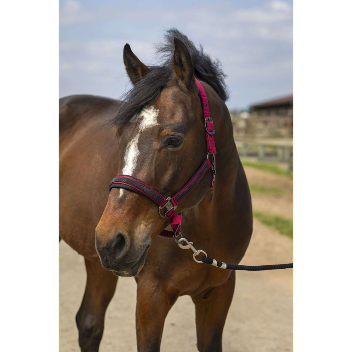 EQUITHÈME Cabestro Strass Nylon Burdeos