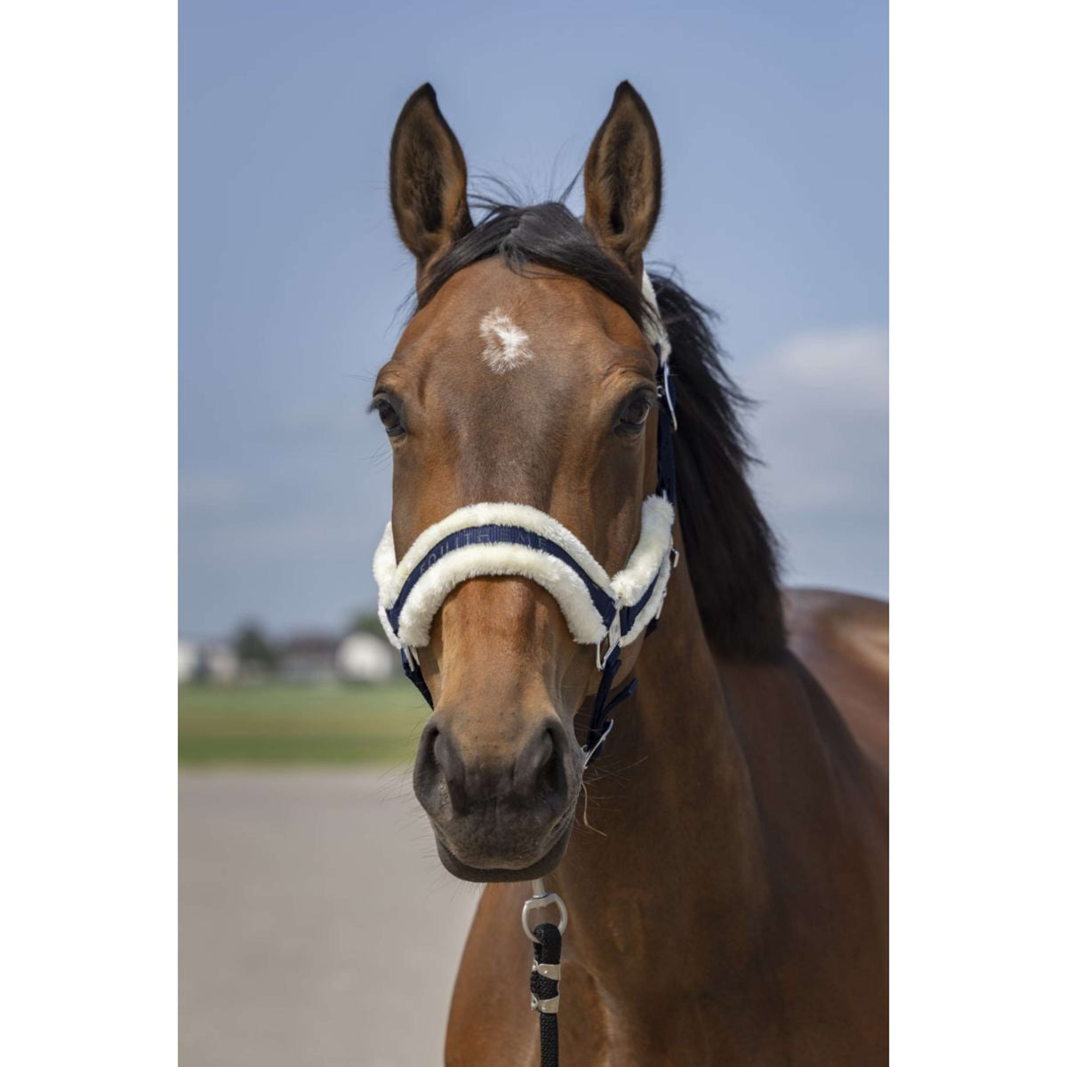 EQUITHÈME Cabezada Mouton Nylon Marino/Blanco
